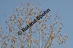 Ahornblättrige Platane, Hybrid-Platane, Bastard-Platane, Gewöhnliche Platane, Platanus x hispanica, Platanus x hybrida, Platanus x acerifolia, Platanus x hispanica, Platanus x hybrida, Platanus x acerifolia, Ahornblättrige Platane, Gewöhnliche Platane, Bastard-Platane, Platanaceae, Rinde Kauf von 01193_platanus_hispanica_dsc_1981.jpg