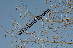 Ahornblättrige Platane, Hybrid-Platane, Bastard-Platane, Gewöhnliche Platane, Platanus x hispanica, Platanus x hybrida, Platanus x acerifolia, Platanus x hispanica, Platanus x hybrida, Platanus x acerifolia, Ahornblättrige Platane, Gewöhnliche Platane, Bastard-Platane, Platanaceae, Rinde Kauf von 01193_platanus_hispanica_dsc_1983.jpg