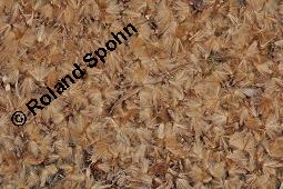 Ahornblättrige Platane, Hybrid-Platane, Bastard-Platane, Gewöhnliche Platane, Platanus x hispanica, Platanus x hybrida, Platanus x acerifolia, Platanus x hispanica, Platanus x hybrida, Platanus x acerifolia, Ahornblättrige Platane, Gewöhnliche Platane, Bastard-Platane, Platanaceae, Rinde Kauf von 01193_platanus_hispanica_dsc_3882.jpg