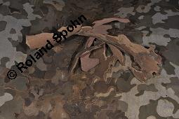 Ahornblättrige Platane, Hybrid-Platane, Bastard-Platane, Gewöhnliche Platane, Platanus x hispanica, Platanus x hybrida, Platanus x acerifolia, Platanus x hispanica, Platanus x hybrida, Platanus x acerifolia, Ahornblättrige Platane, Gewöhnliche Platane, Bastard-Platane, Platanaceae, Rinde Kauf von 01193_platanus_hispanica_dsc_7966.jpg