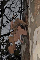 Ahornblättrige Platane, Hybrid-Platane, Bastard-Platane, Gewöhnliche Platane, Platanus x hispanica, Platanus x hybrida, Platanus x acerifolia, Platanus x hispanica, Platanus x hybrida, Platanus x acerifolia, Ahornblättrige Platane, Gewöhnliche Platane, Bastard-Platane, Platanaceae, Rinde Kauf von 01193_platanus_hispanica_dsc_7967.jpg
