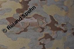 Ahornblättrige Platane, Hybrid-Platane, Bastard-Platane, Gewöhnliche Platane, Platanus x hispanica, Platanus x hybrida, Platanus x acerifolia, Platanus x hispanica, Platanus x hybrida, Platanus x acerifolia, Ahornblättrige Platane, Gewöhnliche Platane, Bastard-Platane, Platanaceae, Rinde Kauf von 01193_platanus_hispanica_dsc_7968.jpg