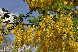 Gewöhnlicher Goldregen, Laburnum anagyroides, Laburnum vulgare, Cytisus laburnum, Laburnum anagyroides, Cytisus laburnum, Laburnum vulgare, Gewöhnlicher Goldregen, Fabaceae, Blühend Kauf von 01194_laburnum_anagyroides_dsc_4375.jpg