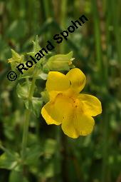 Gefleckte Gauklerblume, Mimulus guttatus, Mimulus guttatus, Gefleckte Gauklerblume, Mimulus, Scrophulariaceae, Blühend Kauf von 01207_mimulus_guttatus_dsc_5108.jpg