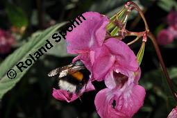 Drüsiges Springkraut, Indisches Springkraut, Impatiens glandulifera, Impatiens roylei, Impatiens glandulifera, Impatiens roylei, Drüsiges Springkraut, Indisches Springkraut, Balsaminaceae, Blühend Kauf von 01208_impatiens_glandulifera_dsc_4652.jpg