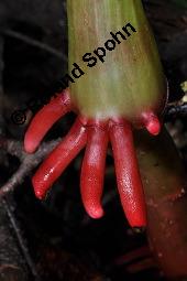 Drüsiges Springkraut, Indisches Springkraut, Impatiens glandulifera, Impatiens roylei, Impatiens glandulifera, Impatiens roylei, Drüsiges Springkraut, Indisches Springkraut, Balsaminaceae, Blühend Kauf von 01208_impatiens_glandulifera_dsc_5822.jpg