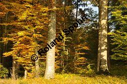 Rot-Buche, Fagus sylvatica, Fagus sylvatica, Rot-Buche, Fagaceae, Moose am Baumstamm, mit Hypnum cupressiforme, Zypressen-Schlafmoos Kauf von 01209_fagus_sylvatica_dsc_0727.jpg