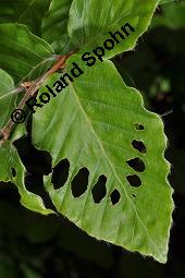 Rot-Buche, Fagus sylvatica, Fagus sylvatica, Rot-Buche, Fagaceae, Moose am Baumstamm, mit Hypnum cupressiforme, Zypressen-Schlafmoos Kauf von 01209_fagus_sylvatica_dsc_1598.jpg