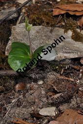 Rot-Buche, Fagus sylvatica, Fagus sylvatica, Rot-Buche, Fagaceae, Moose am Baumstamm, mit Hypnum cupressiforme, Zypressen-Schlafmoos Kauf von 01209_fagus_sylvatica_dsc_3545.jpg