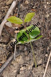 Rot-Buche, Fagus sylvatica, Fagus sylvatica, Rot-Buche, Fagaceae, Moose am Baumstamm, mit Hypnum cupressiforme, Zypressen-Schlafmoos Kauf von 01209_fagus_sylvatica_dsc_3547.jpg