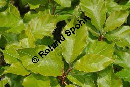 Rot-Buche, Fagus sylvatica, Fagus sylvatica, Rot-Buche, Fagaceae, Moose am Baumstamm, mit Hypnum cupressiforme, Zypressen-Schlafmoos Kauf von 01209_fagus_sylvatica_dsc_3772.jpg