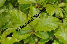 Rot-Buche, Fagus sylvatica, Fagus sylvatica, Rot-Buche, Fagaceae, Moose am Baumstamm, mit Hypnum cupressiforme, Zypressen-Schlafmoos Kauf von 01209_fagus_sylvatica_dsc_3773.jpg