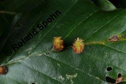 Rot-Buche, Fagus sylvatica, Fagus sylvatica, Rot-Buche, Fagaceae, Moose am Baumstamm, mit Hypnum cupressiforme, Zypressen-Schlafmoos Kauf von 01209_fagus_sylvatica_dsc_7678.jpg