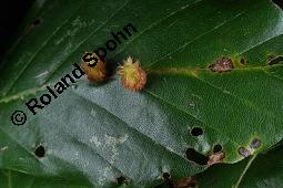 Rot-Buche, Fagus sylvatica, Fagus sylvatica, Rot-Buche, Fagaceae, Moose am Baumstamm, mit Hypnum cupressiforme, Zypressen-Schlafmoos Kauf von 01209_fagus_sylvatica_dsc_7679.jpg