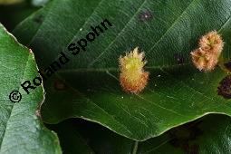 Rot-Buche, Fagus sylvatica, Fagus sylvatica, Rot-Buche, Fagaceae, Moose am Baumstamm, mit Hypnum cupressiforme, Zypressen-Schlafmoos Kauf von 01209_fagus_sylvatica_dsc_7681.jpg