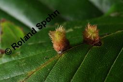 Rot-Buche, Fagus sylvatica, Fagus sylvatica, Rot-Buche, Fagaceae, Moose am Baumstamm, mit Hypnum cupressiforme, Zypressen-Schlafmoos Kauf von 01209_fagus_sylvatica_dsc_7682.jpg