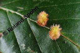 Rot-Buche, Fagus sylvatica, Fagus sylvatica, Rot-Buche, Fagaceae, Moose am Baumstamm, mit Hypnum cupressiforme, Zypressen-Schlafmoos Kauf von 01209_fagus_sylvatica_dsc_7683.jpg