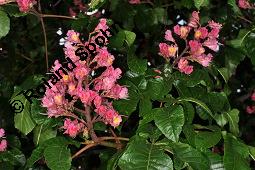 Rote Rosskastanie, Aesculus x carnea, Aesculus carnea, Aesculus x carnea, Aesculus carnea, Rote Rosskastanie, Hippocastanaceae, Blühend Kauf von 01211_aesculus_carnea_dsc_3863.jpg