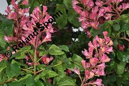Rote Rosskastanie, Aesculus x carnea, Aesculus carnea, Aesculus x carnea, Aesculus carnea, Rote Rosskastanie, Hippocastanaceae, Blühend Kauf von 01211_aesculus_carnea_dsc_3866.jpg