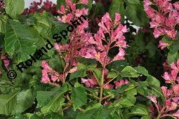 Rote Rosskastanie, Aesculus x carnea, Aesculus carnea, Aesculus x carnea, Aesculus carnea, Rote Rosskastanie, Hippocastanaceae, Blühend Kauf von 01211_aesculus_carnea_dsc_3867.jpg