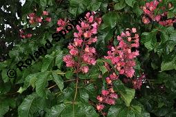 Rote Rosskastanie, Aesculus x carnea, Aesculus carnea, Aesculus x carnea, Aesculus carnea, Rote Rosskastanie, Hippocastanaceae, Blühend Kauf von 01211_aesculus_carnea_dsc_3868.jpg