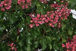 Rote Rosskastanie, Aesculus x carnea, Aesculus carnea, Aesculus x carnea, Aesculus carnea, Rote Rosskastanie, Hippocastanaceae, Blühend Kauf von 01211_aesculus_carnea_dsc_3869.jpg