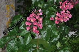 Rote Rosskastanie, Aesculus x carnea, Aesculus carnea, Aesculus x carnea, Aesculus carnea, Rote Rosskastanie, Hippocastanaceae, Blühend Kauf von 01211_aesculus_carnea_dsc_3870.jpg