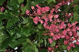 Rote Rosskastanie, Aesculus x carnea, Aesculus carnea, Aesculus x carnea, Aesculus carnea, Rote Rosskastanie, Hippocastanaceae, Blühend Kauf von 01211_aesculus_carnea_dsc_3871.jpg