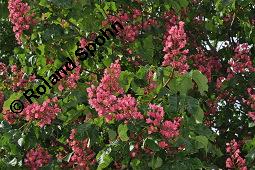 Rote Rosskastanie, Aesculus x carnea, Aesculus carnea, Aesculus x carnea, Aesculus carnea, Rote Rosskastanie, Hippocastanaceae, Blühend Kauf von 01211_aesculus_carnea_dsc_3872.jpg
