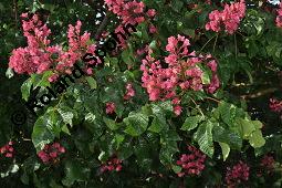 Rote Rosskastanie, Aesculus x carnea, Aesculus carnea, Aesculus x carnea, Aesculus carnea, Rote Rosskastanie, Hippocastanaceae, Blühend Kauf von 01211_aesculus_carnea_dsc_3873.jpg