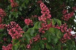 Rote Rosskastanie, Aesculus x carnea, Aesculus carnea, Aesculus x carnea, Aesculus carnea, Rote Rosskastanie, Hippocastanaceae, Blühend Kauf von 01211_aesculus_carnea_dsc_3874.jpg