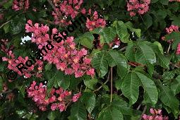 Rote Rosskastanie, Aesculus x carnea, Aesculus carnea, Aesculus x carnea, Aesculus carnea, Rote Rosskastanie, Hippocastanaceae, Blühend Kauf von 01211_aesculus_carnea_dsc_3875.jpg