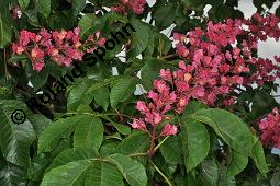 Rote Rosskastanie, Aesculus x carnea, Aesculus carnea, Aesculus x carnea, Aesculus carnea, Rote Rosskastanie, Hippocastanaceae, Blühend Kauf von 01211_aesculus_carnea_dsc_3876.jpg