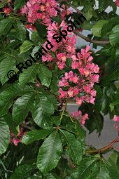Rote Rosskastanie, Aesculus x carnea, Aesculus carnea, Aesculus x carnea, Aesculus carnea, Rote Rosskastanie, Hippocastanaceae, Blühend Kauf von 01211_aesculus_carnea_dsc_3877.jpg