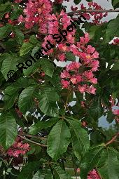 Rote Rosskastanie, Aesculus x carnea, Aesculus carnea, Aesculus x carnea, Aesculus carnea, Rote Rosskastanie, Hippocastanaceae, Blühend Kauf von 01211_aesculus_carnea_dsc_3878.jpg