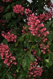 Rote Rosskastanie, Aesculus x carnea, Aesculus carnea, Aesculus x carnea, Aesculus carnea, Rote Rosskastanie, Hippocastanaceae, Blühend Kauf von 01211_aesculus_carnea_dsc_3879.jpg
