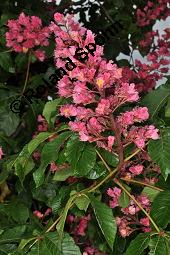 Rote Rosskastanie, Aesculus x carnea, Aesculus carnea, Aesculus x carnea, Aesculus carnea, Rote Rosskastanie, Hippocastanaceae, Blühend Kauf von 01211_aesculus_carnea_dsc_3880.jpg