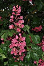 Rote Rosskastanie, Aesculus x carnea, Aesculus carnea, Aesculus x carnea, Aesculus carnea, Rote Rosskastanie, Hippocastanaceae, Blühend Kauf von 01211_aesculus_carnea_dsc_3881.jpg