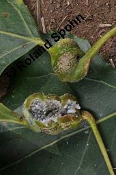 Pyramiden-Pappel, Italienische Pappel, Säulen-Pappel, Sarbaum, Populus nigra var. pyramidalis, Populus pyramidalis, Populus nigra 'Italica', Populus nigra var. italica, Populus nigra var. pyramidalis, Populus nigra 'Italica', Populus pyramidalis, Populus nigra var. italica, Säulen-Pappel, Pyramiden-Pappel, Italienische Pappel, Sarbaum, Salicaceae, Galle, Blattstielgalle von Blattlaus Pemphigus sphirothecae Kauf von 01228_populus_nigra_pyramidalis_dsc_4320.jpg