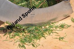 Gewöhnliche Fichte, Rot-Fichte, Rottanne, Picea abies, Picea excelsia, Picea vulgaris, Picea abies, Picea excelsa, Picea vulgaris, Gewöhnliche Fichte, Rot-Fichte, Rottanne, Pinaceae, Harz Kauf von 01229_picea_abies_dsc_5790.jpg