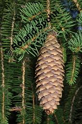 Gewöhnliche Fichte, Rot-Fichte, Rottanne, Picea abies, Picea excelsia, Picea vulgaris, Picea abies, Picea excelsa, Picea vulgaris, Gewöhnliche Fichte, Rot-Fichte, Rottanne, Pinaceae, Harz Kauf von 01229_picea_abies_dsc_6487.jpg