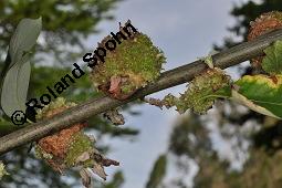 Sal-Weide, Salix caprea mit Gallen (Wirrzopf) von Gallmilbe Stenacis triradiatus Kauf von 01234_salix_caprea_dsc_4935.jpg