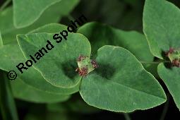 Haarfrüchtige Süße Wolfsmilch, Euphorbia dulcis, Euphorbia dulcis, Süße Wolfsmilch, Euphorbiaceae, unreif fruchtend Kauf von 01245_euphorbia_dulcis_dsc_1697.jpg