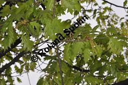 Amerikanische Rot-Eiche, Rot-Eiche, Quercus rubra, Quercus borealis, Quercus rubra, Quercus borealis, Amerikanische Rot-Eiche, Rot-Eiche, Fagaceae, Blattgallen Kauf von 01246_quercus_rubra_dsc_3673.jpg