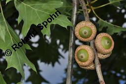 Amerikanische Rot-Eiche, Rot-Eiche, Quercus rubra, Quercus borealis, Quercus rubra, Quercus borealis, Amerikanische Rot-Eiche, Rot-Eiche, Fagaceae, Blattgallen Kauf von 01246_quercus_rubra_dsc_5629.jpg