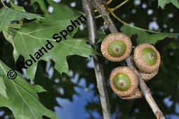 Amerikanische Rot-Eiche, Rot-Eiche, Quercus rubra, Quercus borealis, Quercus rubra, Quercus borealis, Amerikanische Rot-Eiche, Rot-Eiche, Fagaceae, Blattgallen Kauf von 01246_quercus_rubra_dsc_5630.jpg