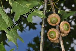 Amerikanische Rot-Eiche, Rot-Eiche, Quercus rubra, Quercus borealis, Quercus rubra, Quercus borealis, Amerikanische Rot-Eiche, Rot-Eiche, Fagaceae, Blattgallen Kauf von 01246_quercus_rubra_dsc_5631.jpg