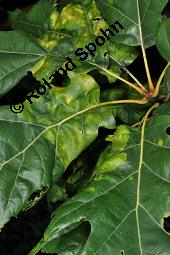 Amerikanische Rot-Eiche, Rot-Eiche, Quercus rubra, Quercus borealis, Quercus rubra, Quercus borealis, Amerikanische Rot-Eiche, Rot-Eiche, Fagaceae, Blattgallen Kauf von 01246_quercus_rubra_dsc_6335.jpg