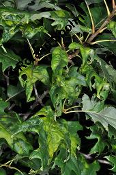 Amerikanische Rot-Eiche, Rot-Eiche, Quercus rubra, Quercus borealis, Quercus rubra, Quercus borealis, Amerikanische Rot-Eiche, Rot-Eiche, Fagaceae, Blattgallen Kauf von 01246_quercus_rubra_dsc_6336.jpg