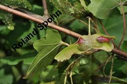 Feld-Ahorn, Maßholder, Acer campestre, Acer campestre, Feld-Ahorn, Maßholder, Aceraceae, Galle, Blattgallen durch Gallmilbe Aceria cephalonea Kauf von 01248_acer_campestre_dsc_5495.jpg